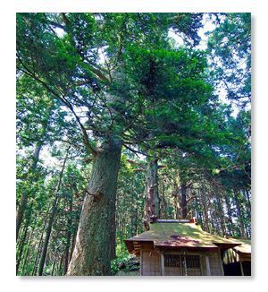 王塚神社のスギ・モミ