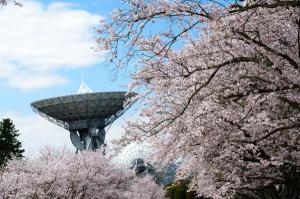 桜まつり2019