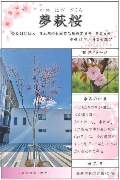 R3夢萩桜