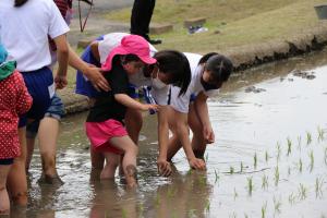 松岡幼稚園児 松岡中学校生が田植え体験を行いました 高萩市公式ホームページ 松岡幼稚園児 松岡中学校生が田植え体験を行いました 高萩市公式ホームページ