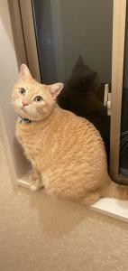 ねこ