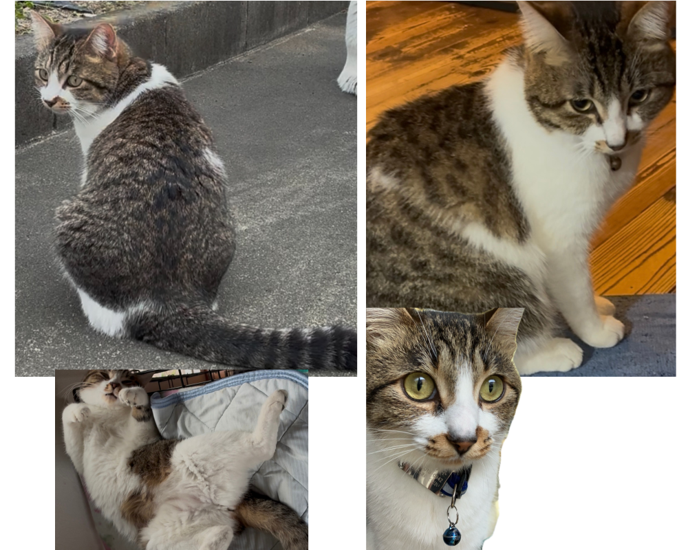 R8.1.10迷い猫高浜町