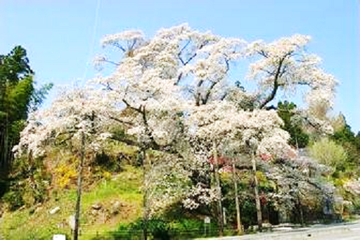 施設：松岩寺の山桜